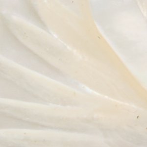Camelliaa - Image 3