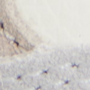 Curtis - Image 9
