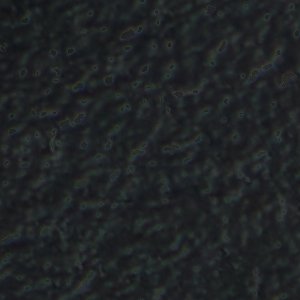 Orian - Image 8
