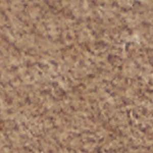 Ecko - Image 8
